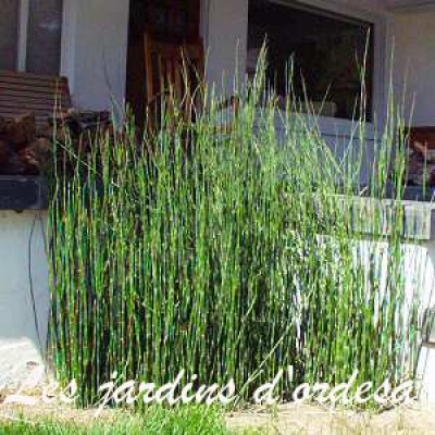 Equisetum camtchatcense 
Prêle- Prêle d\