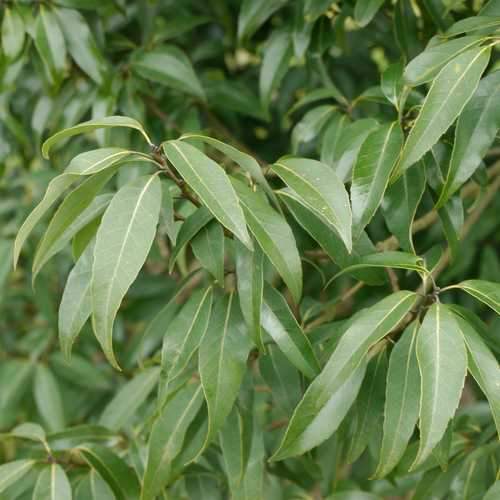 Quercus myrsinifolia