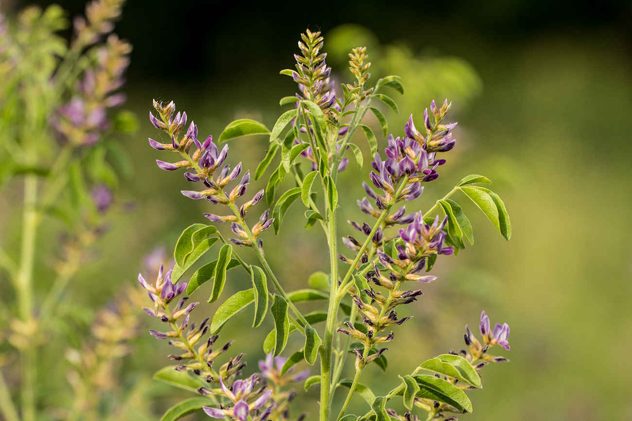 Glycyrrhiza glabra