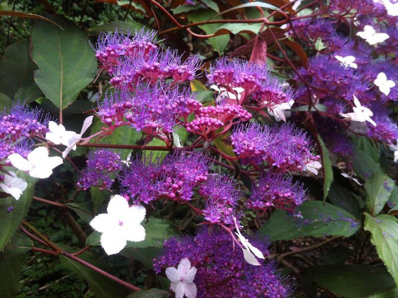 Hydrangea aspera Rosemary Foster