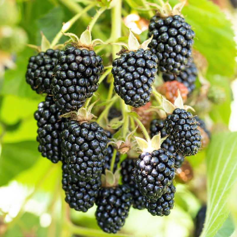 Rubus fruticosus Triple crown