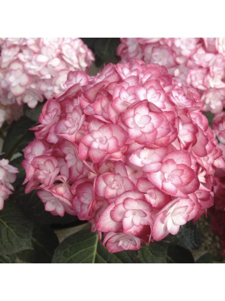 Hydrangea macrophylla Miss Saori