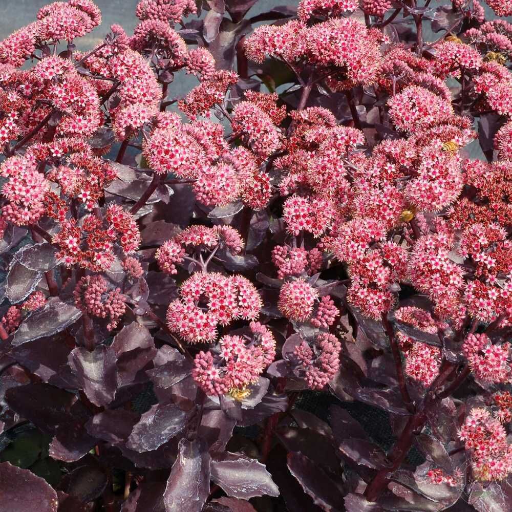 Sedum Chocolate Cherry