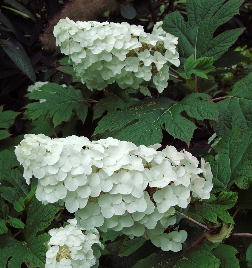 Hydrangea quercifolia Snow Queen