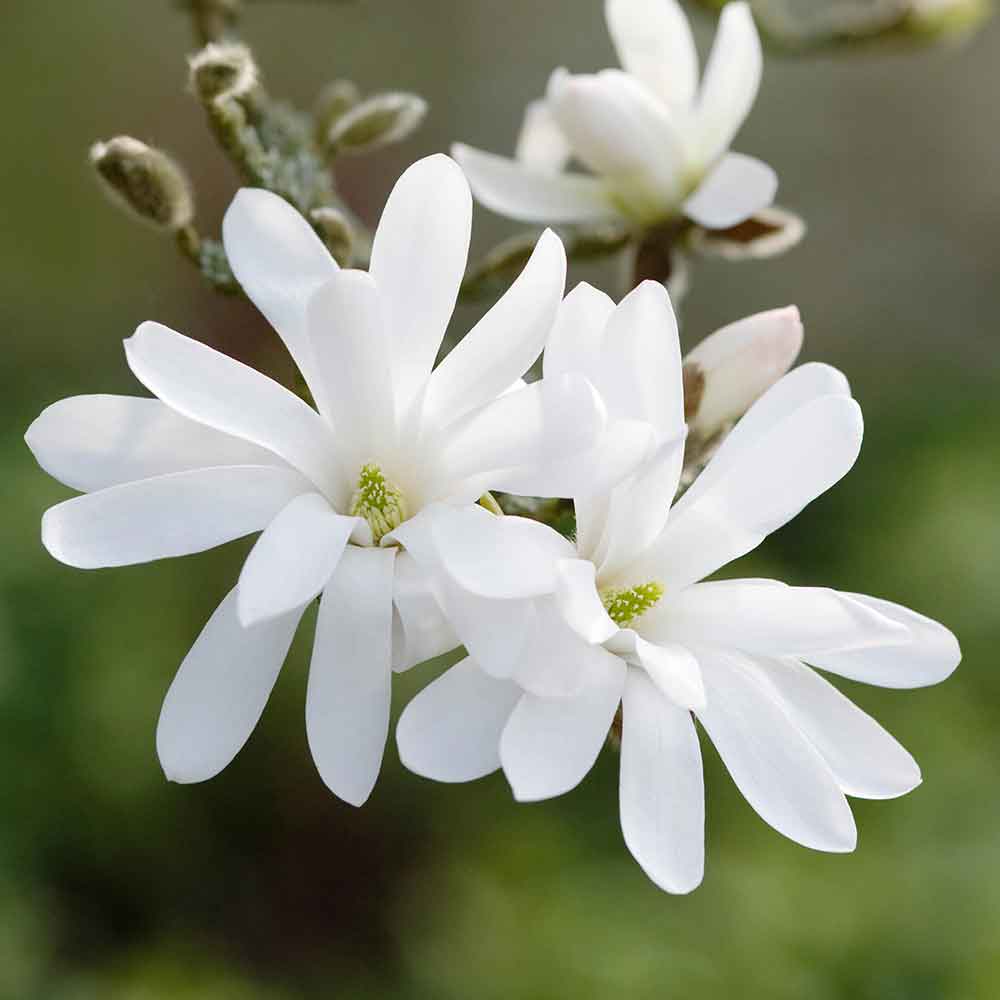 Magnolia stellata