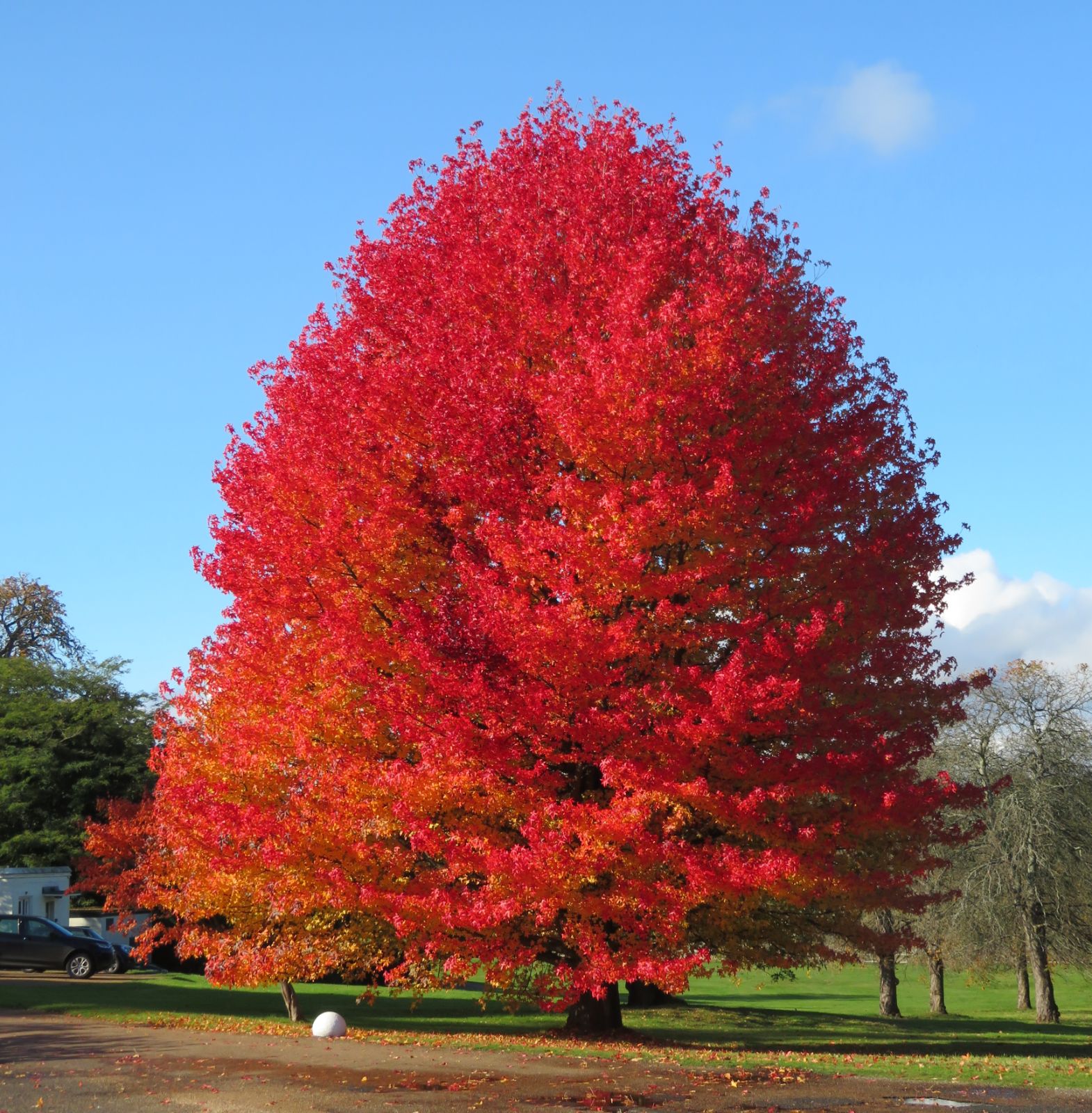 Liquidambar styraciflua