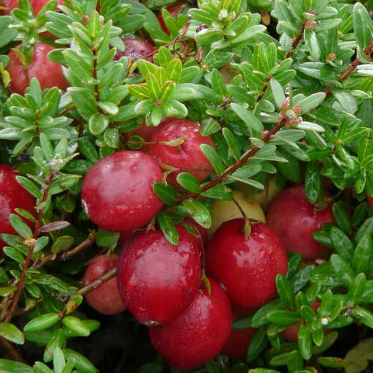 Vaccinium Macrocarpon Big Pearl