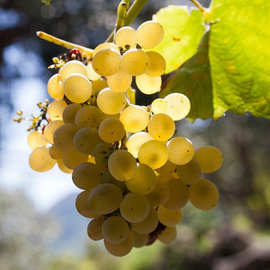 Vitis Isabelle Fragola Bianca